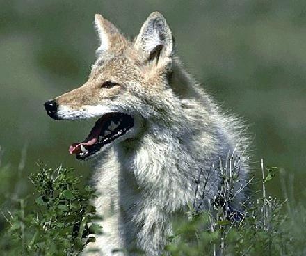 coyote