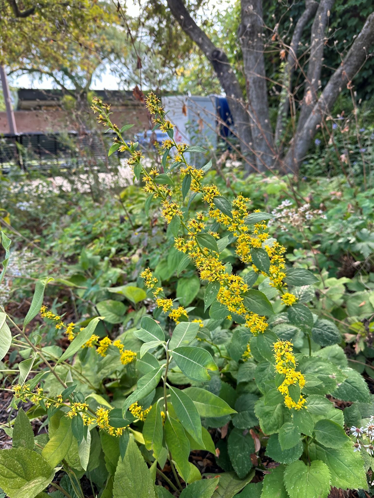 Zigzag Goldenrod